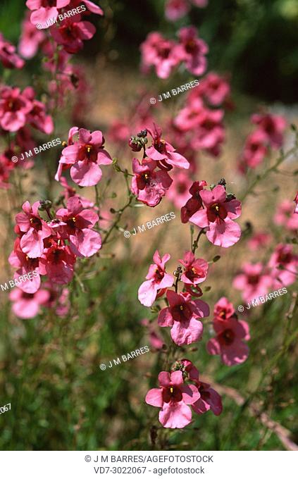 Twinspur (Diascia barberae) is a perennial herb native to southern Africa