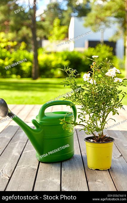 watering can and rose flower seedling in garden