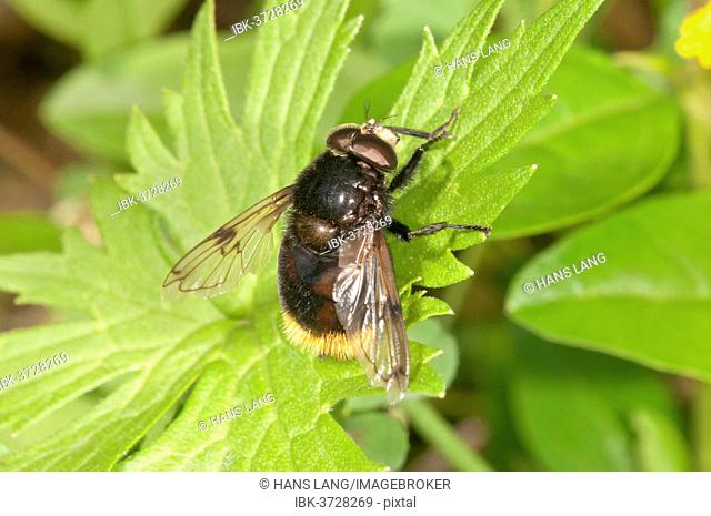 Large Hoverfly (Volucella bombylans), Baden-Württemberg, Germany