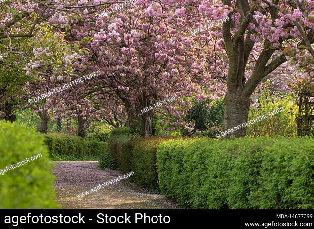 Pink cherry blossom, trees, spring