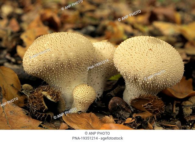 Common puffball Lycoperdon perlatum