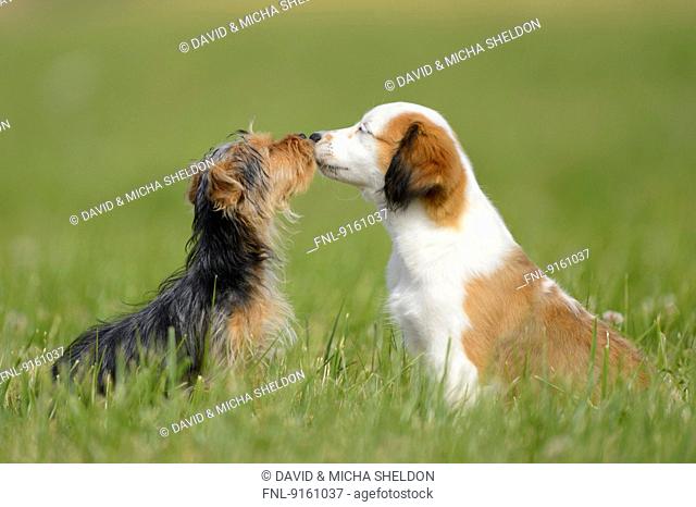 Nederlandse Kooikerhondje and Yorkshire Terrier, Upper Palatinate, Germany, Europe