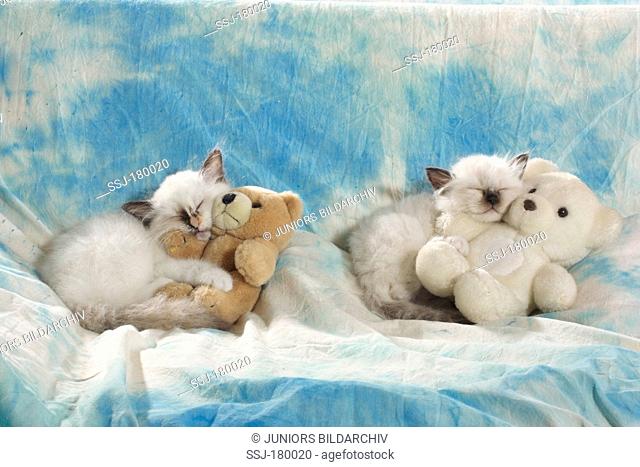 Sacred cat of Burma. Two kittens sleeping while huggling up to teddy bears