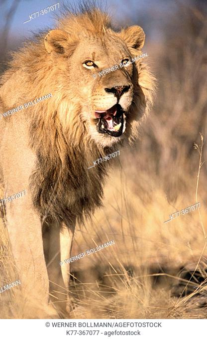 Lion (Panthera leo) in captivity. Game Farm. Namibia