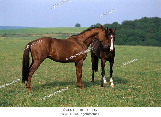 animal, horse, thoroughbred