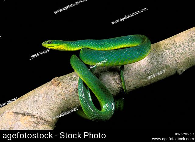 Green snake, opheodrys major against black background