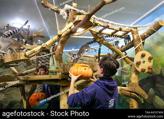RUSSIA, NOVOSIBIRSK - OCTOBER 29, 2023: Employees offer pumpkins to lemures at Novosibirsk Zoo. Kirill Kukhmar/TASS