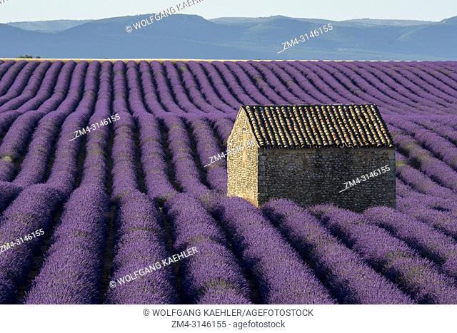 A small stone hut (Mazet) in a lavender field on the Valensole plateau near Digne-les-Bains and the Verdon gorges in the Alpes-de-Haute-Provence region in...