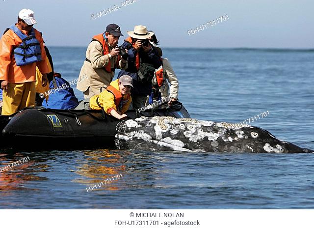 California Gray Whale Eschrichtius robustus Adult with excited whale watchers in the calm waters of San Ignacio Lagoon, Baja California Sur, Mexico