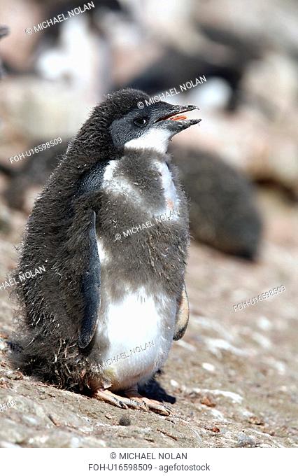 Adelie penguin Pygoscelis adeliae chick moulting its downy feathers with adult plumage beneath on Devil Island near the Antarctic Peninsula