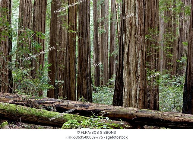 Coast Redwood (Sequoia sempervirens) standing and fallen trunks in forest habitat, Rockefeller Grove, Humboldt Redwoods State Park, Avenue of the Giants