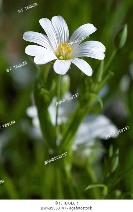 easterbell starwort, greater stitchwort (Stellaria holostea), flower, Germany