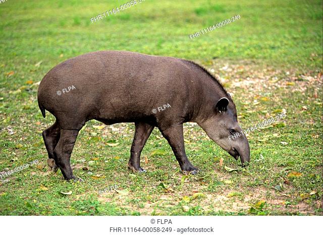 Brazilian Tapir Tapirus terrestris adult, feeding, Pantanal, Mato Grosso, Brazil
