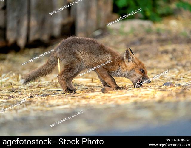 Red Fox (Vulpes vulpes). Kit eating a mouse