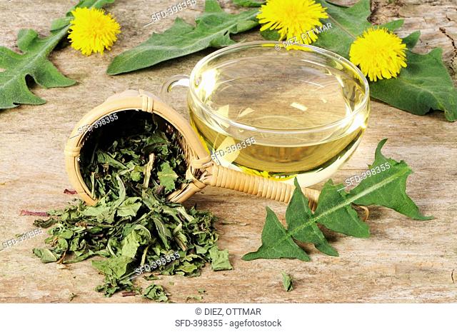 Dandelion tea with fresh and dried leaves, flowers
