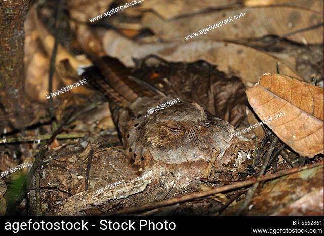 Ocellated poorwill (Nyctiphrynus ocellatus), Ocellated Poorwill, Nightjar, Nightjars, Animals, Birds, Ocellated Poorwill adult, sitting on nest