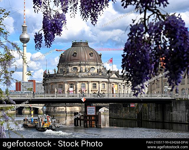 17 May 2021, Berlin: Blooming blue rain can be seen in front of the Bode Museum and the TV tower on the banks of the Spree