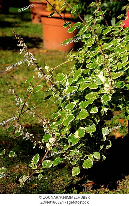 Plectranthus coleoides Marginatus, Zierweihrauch, Variegated swedish ivy