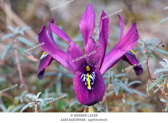 Iris (Iris reticulata) Germany
