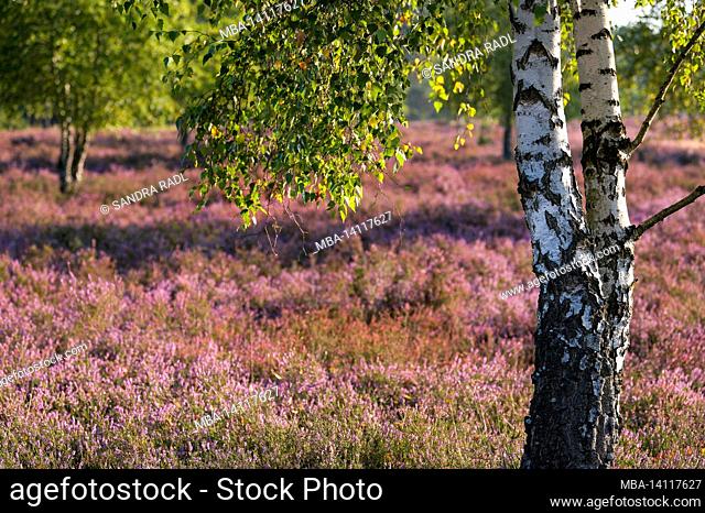 birch trees in the behringer heide, in the background the flowers of the common heather glow in the sunlight, nature reserve near behringen near bispingen