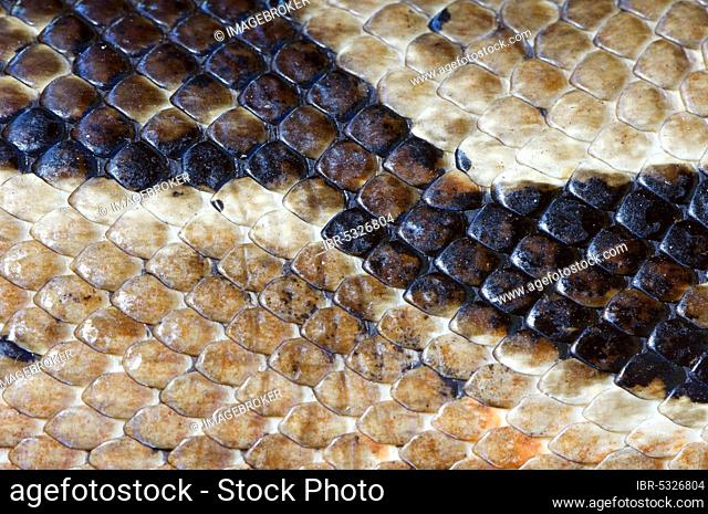 Reticulate Python, skin detail (Python reticulatus) (Python reticulata)
