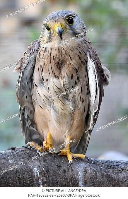 22 August 2018, Germany, Gerdshagen: A kestrel, which was brought in with feather damage, is sitting in an aviary in the animal rescue station Struck