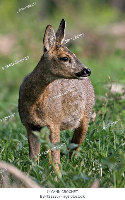 Western roe deer Chevrette Capreolus capreolus on the watch in Oise in Picardy, France. The female European roe deer is called chevrette