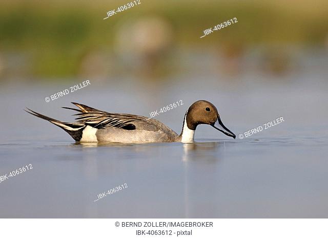 Pintail or Northern Pintail (Anas acuta), drake in breeding plumage, foraging for food, Kiskunság National Park, Southeastern Hungary, Hungary