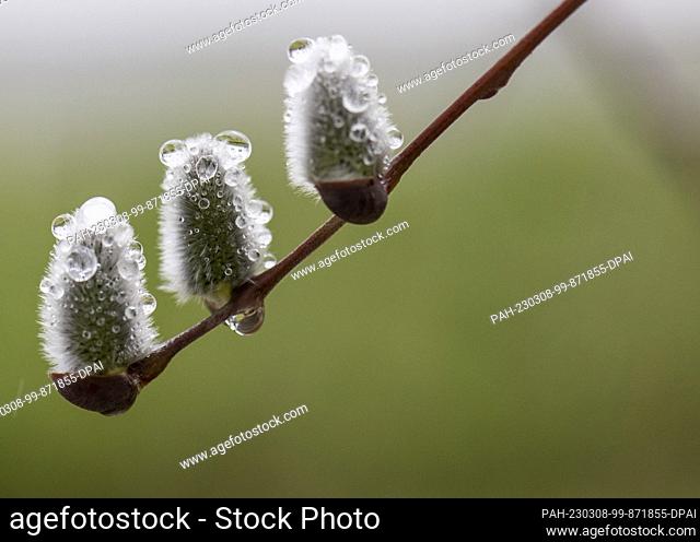 08 March 2023, Hesse, Frankfurt/Main: Willow catkins are covered with raindrops on a tree in Frankfurt. The weather continues to present its cold and wet side