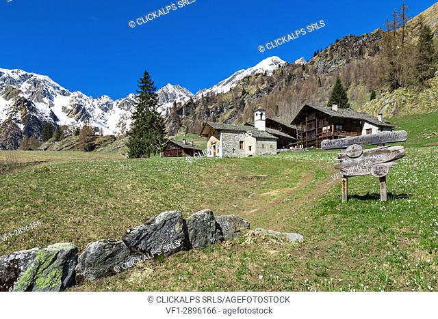 Spring view of the Alp Otro during the crocus blooming (Alp Otro, Alagna Valsesia, Vercelli province, Piedmont, Italy, Europe)