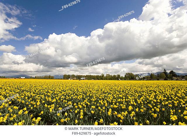 'Standard Value' Daffodils in farm field under puffy clouds (Narcissus 'Standard Value'). Mt. Vernon, WA