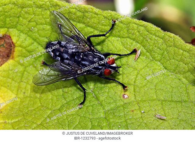 Fleshfly, Flesh-fly, Flesh Fly (Sarcophaga carnaria)