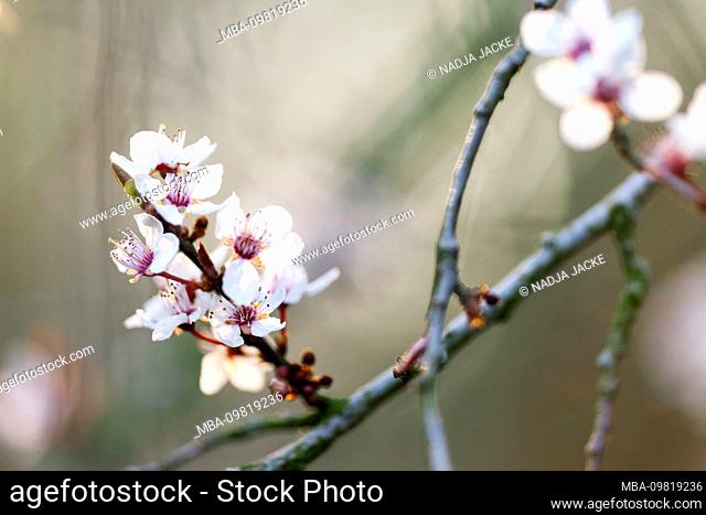 Nature details, fruit tree blossom
