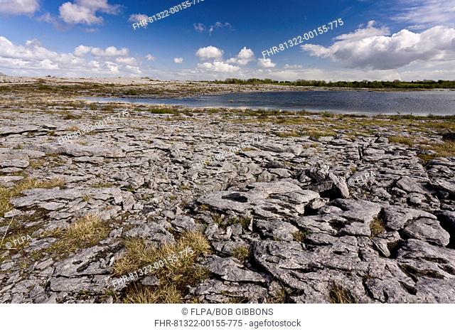 View of limestone pavement around lough, Lough Geallain, Burren N.P., The Burren, County Clare, Ireland, May