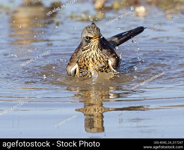 Fieldfare Turdus pilaris newly arrived migrants from continent drinking and bathing in puddles on track North Norfolk October