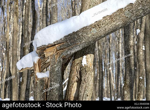 Eben Junction, Michigan - A snow-covered tree that has snapped in the Rock River Canyon Wilderness of Hiawatha National Forest