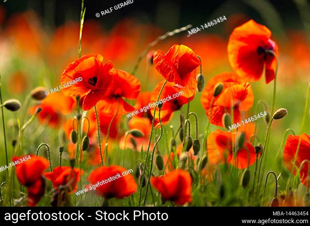 Poppies on a meadow