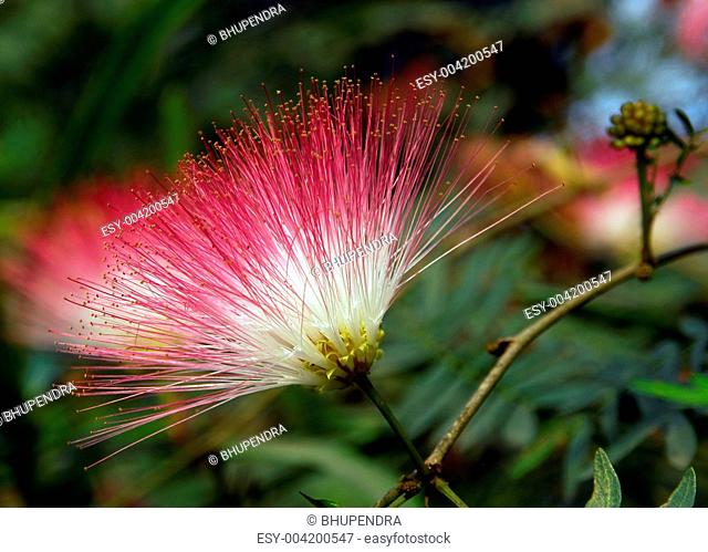 Pink powderpuff stickpea flower