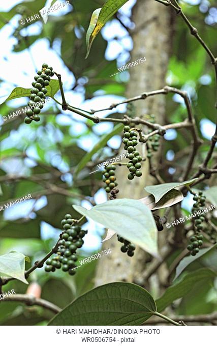 Spices , green pepper piper nigrum on plant , Thekkady Thekkadi , Dist Idukki , Kerala , India