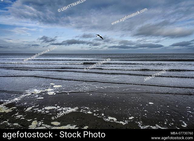 Gull flies over North Sea beach