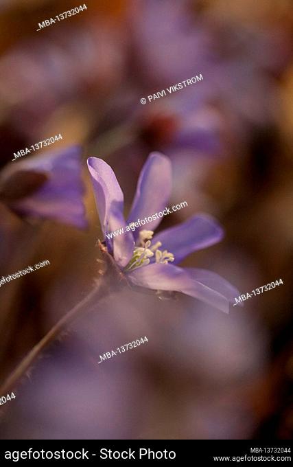 Anemone hepatica, (Hepatica nobilis), close-up, soft background, Finland