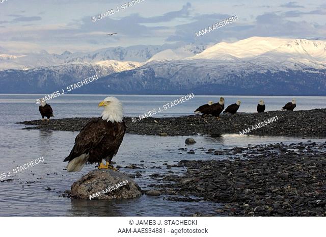 Bald Eagle (Haliaeetus leucocephalus) eagles on beach, Homer, Alaska, 3/27/06, Digital Capture
