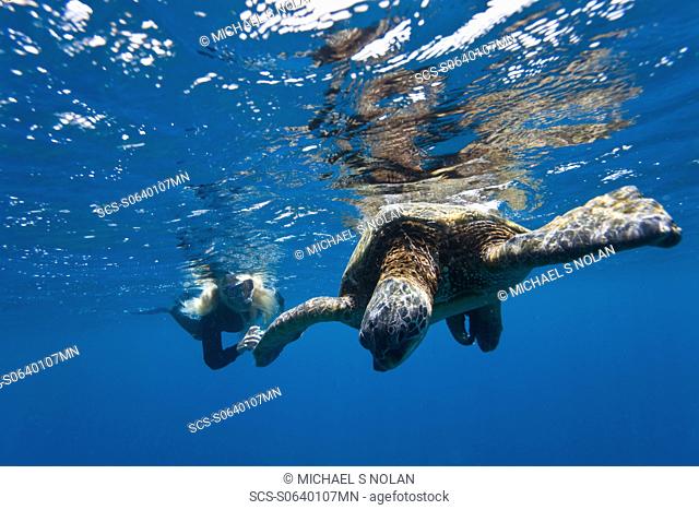 Snorkeler with adult green sea turtle Chelonia mydas in the protected marine sanctuary at Honolua Bay on the northwest side of the island of Maui, Hawaii