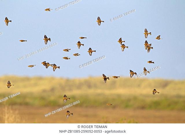 Twite, Carduelis flavrostris, winter flock in flight over salt marshes, Thornham, Norfolk UK