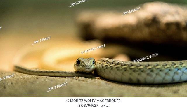 Namib Sand Snake (Psammophis namibensis), Living Desert Snake Park, Walvis Bay, Namibia