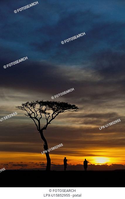 Sunrise silhouettes on the Mara: view of acacia tree, with two Masai men silhouetted against grey blue orange yellow sky, as sun rises, Masai Mara, Kenya