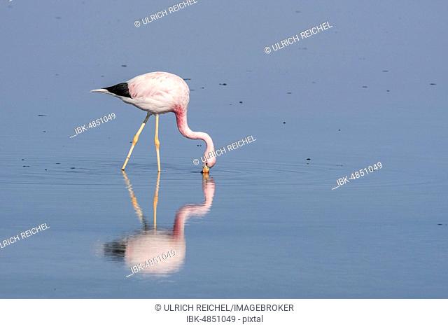 Andean Flamingo (Phoenicoparrus andinus) in water, food search, Laguna Chaxa, Salar de Atacama Desert, Región de Antofagasta, Chile