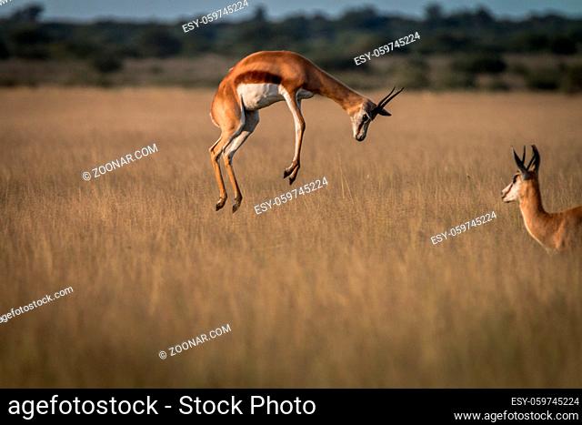Springbok pronking in the high grass in the Central Kalahari, Botswana