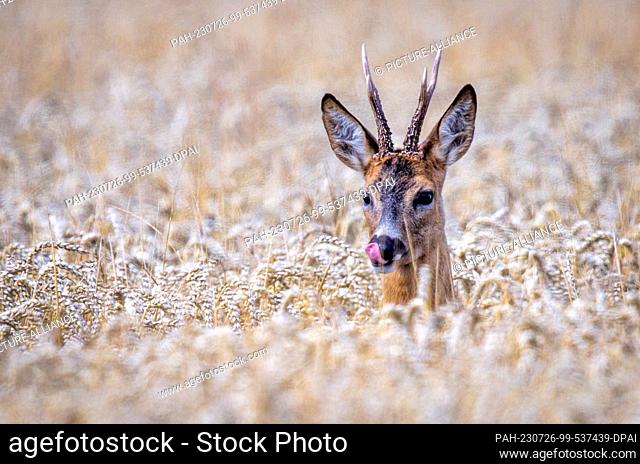 26 July 2023, Mecklenburg-Western Pomerania, Vellahn: A roebuck looks out of a wheat field ready for harvest. Due to rainfall in recent days and overly wet...