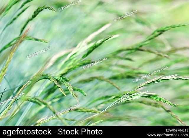 Decorative grass Blue Fescue. Festuca glauca spikelets. Natural background